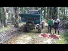 WEA08 PALMOLIEtractor