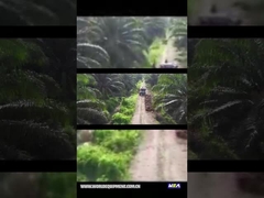 WEA18 PALMOLIEtractor