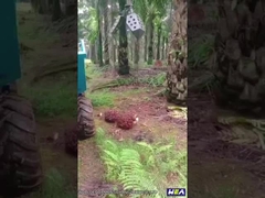 22HP de Palmolietractor Mini Farm Tractor With Grapple van Indonesië